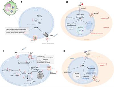 Tackling Drug Resistance and Other Causes of Treatment Failure in Leishmaniasis